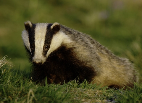 Badger in the evening
